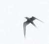 Arctic Tern